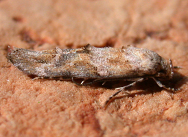 Stella Mompha 